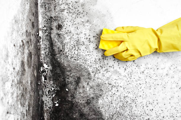Professional Mold Removal in Kohler, WI