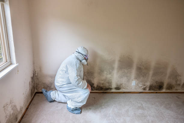 Best Toxic Mold Removal  in Kohler, WI