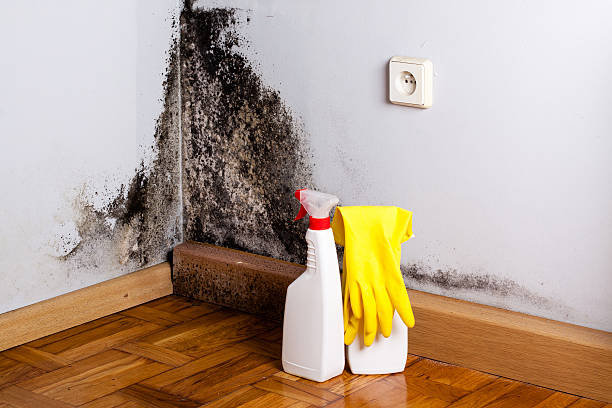 Mold Removal Process in Kohler, WI